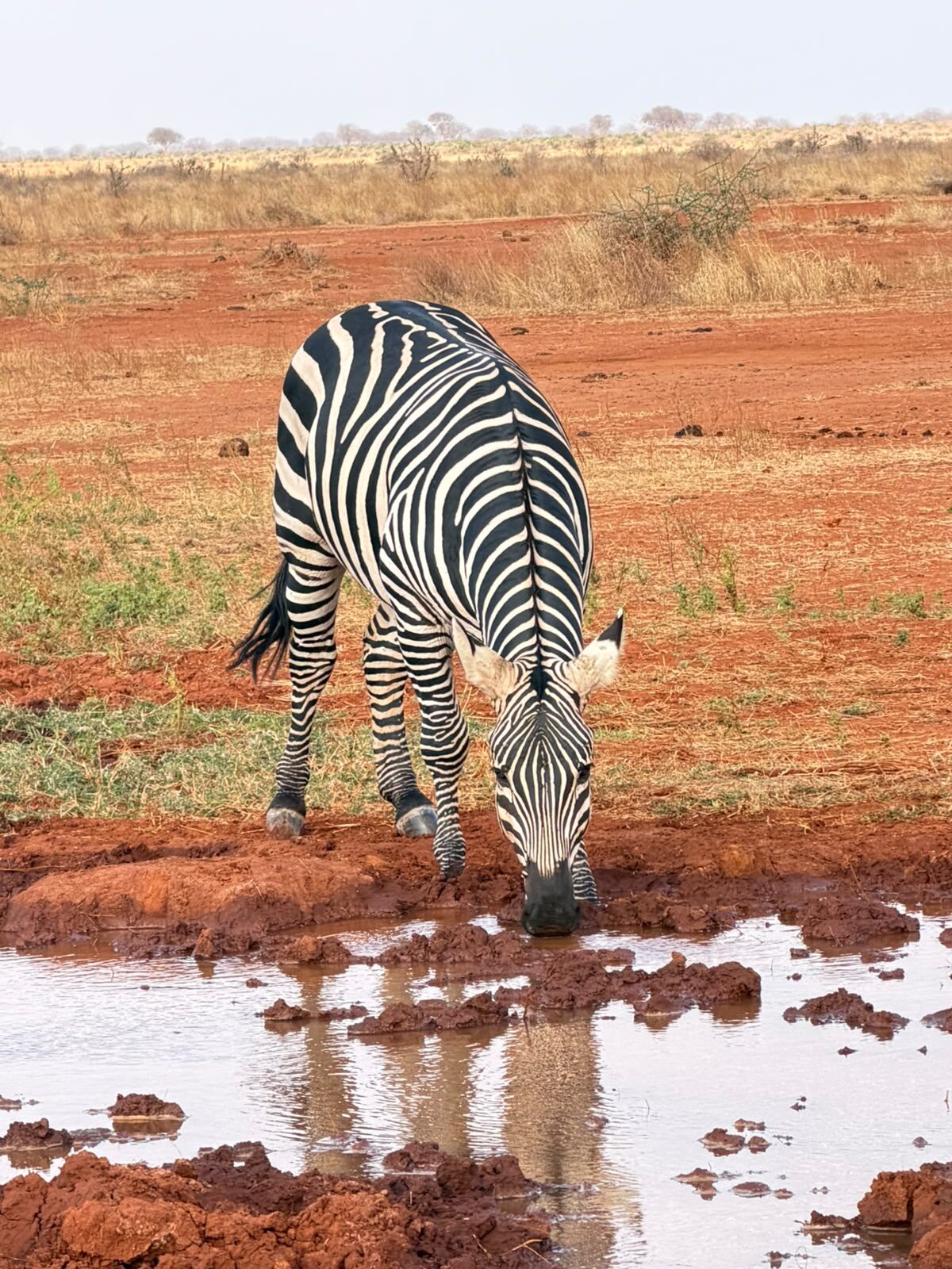 Zebra in un abbeveratoio nella terra rossa di Tsavo Est