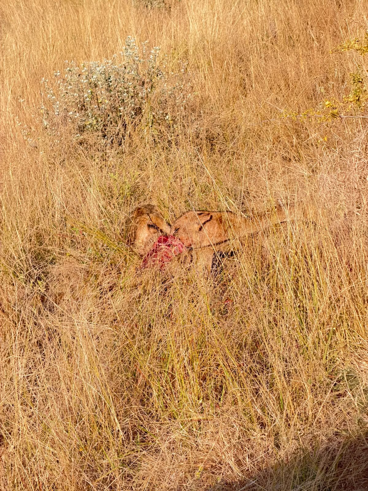 Leoni nella savana del Maasai Mara