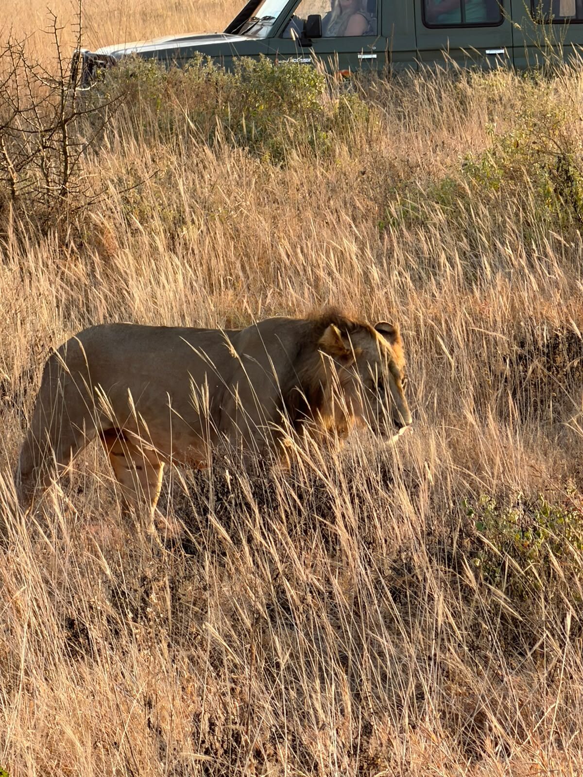 Leone incrocia un veicolo safari nella savana