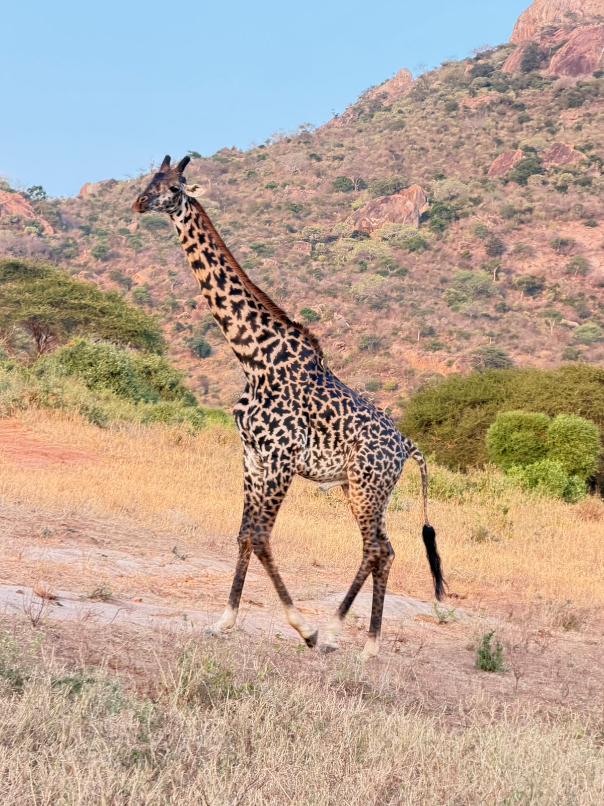 Coppia di leoni nel Maasai Mara