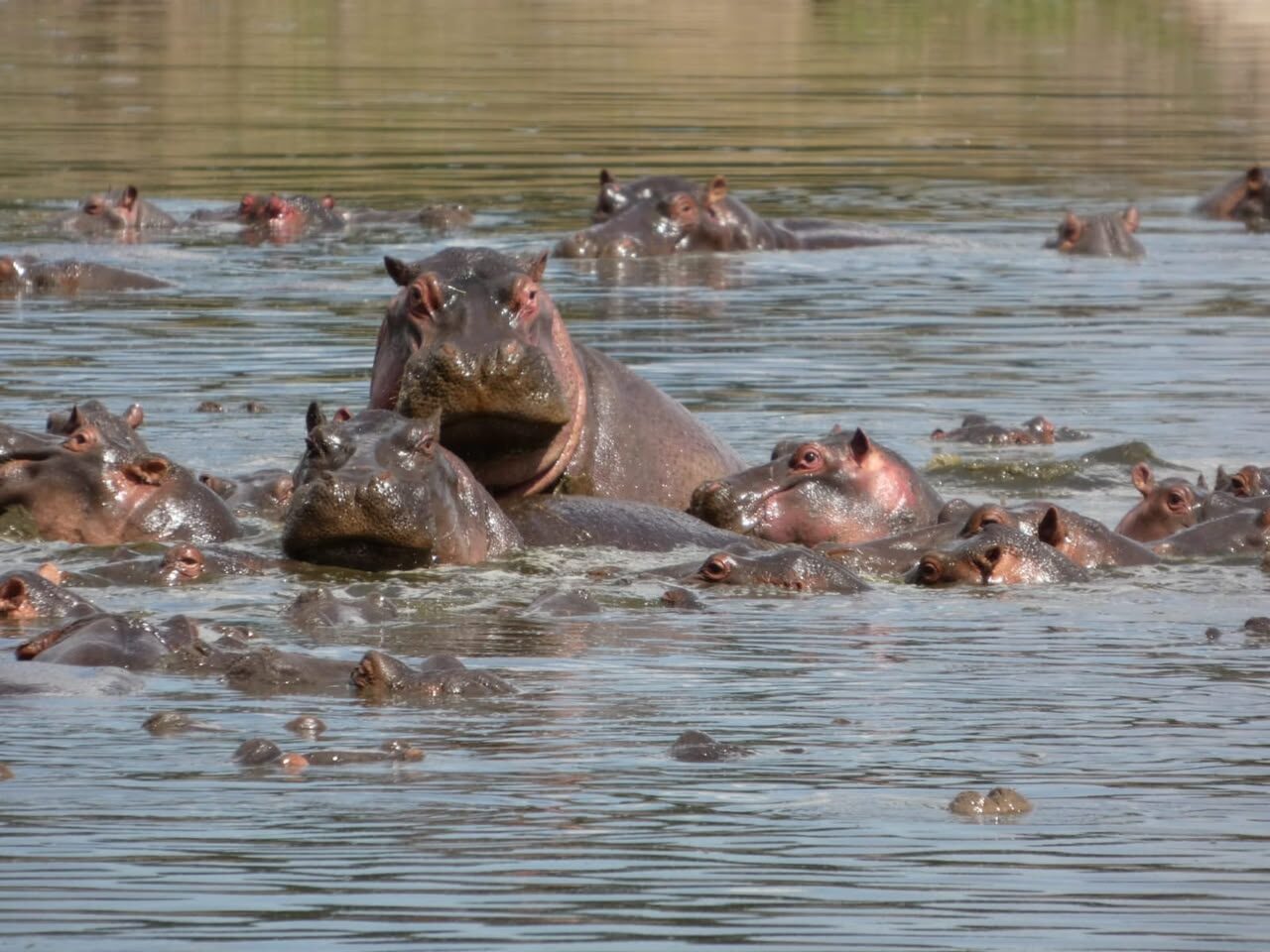 Ippopotami in acqua ad Amboseli
