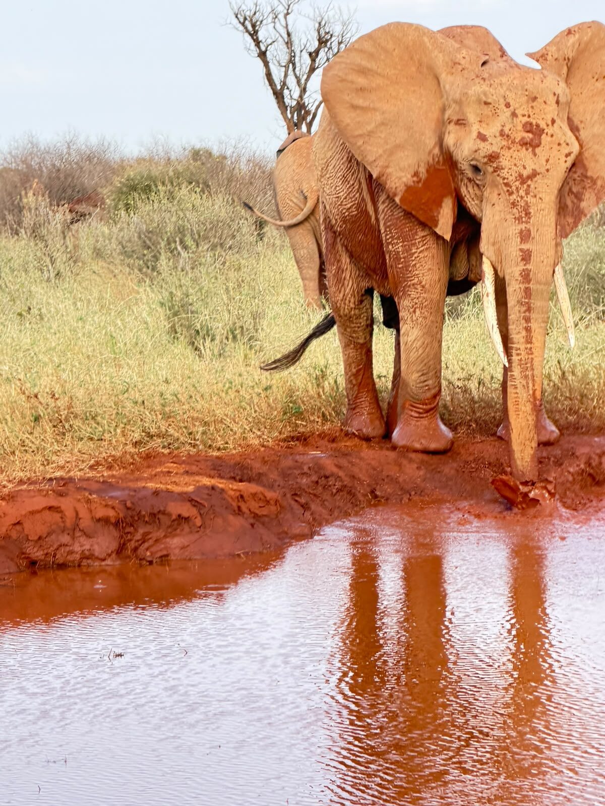 Momento safari nella savana keniana