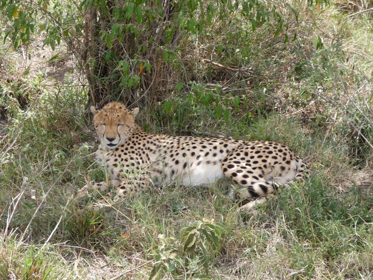 Fauna del Maasai Mara