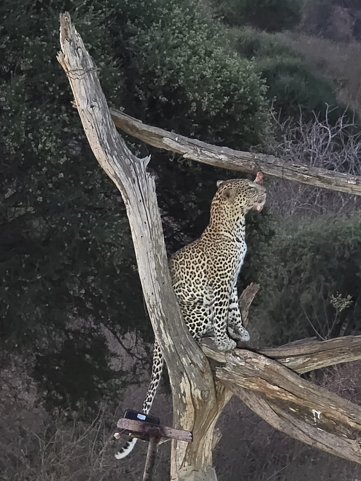 Savana e fauna al tramonto