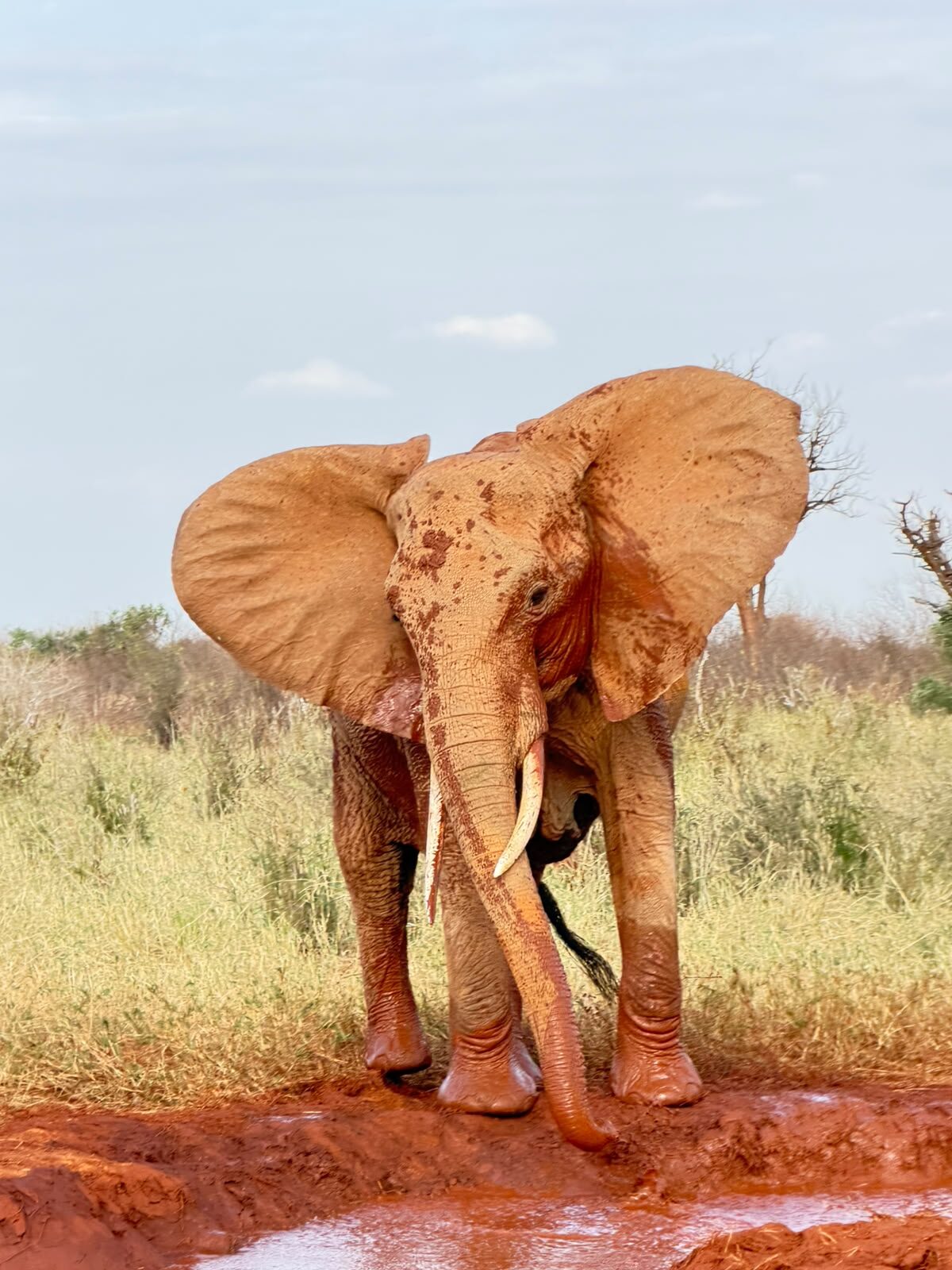 Il grande giro dei parchi del Kenya